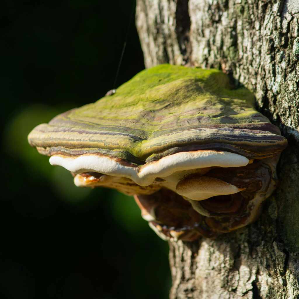 Black Staining Polypore Vs Hen of the Woods