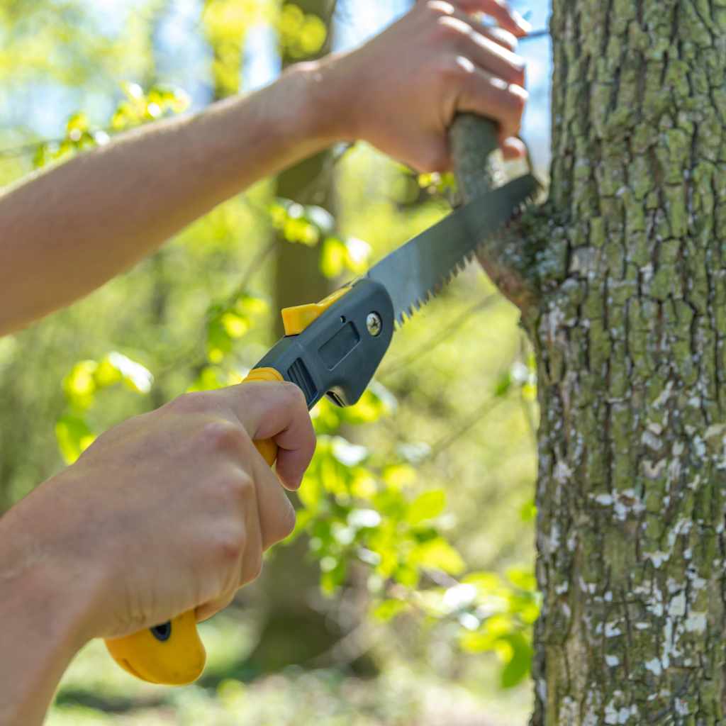 Pruning Saw Features