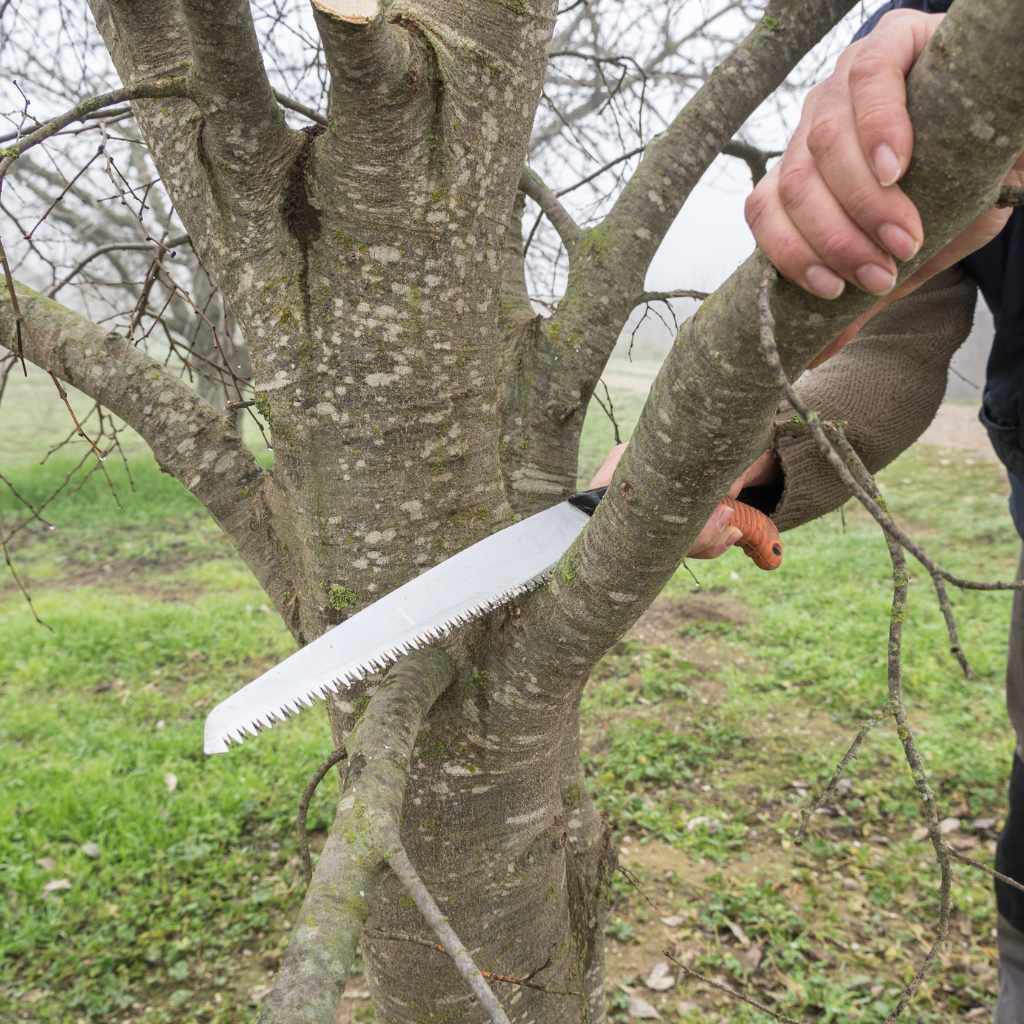 Bow Saw Vs Pruning Saw