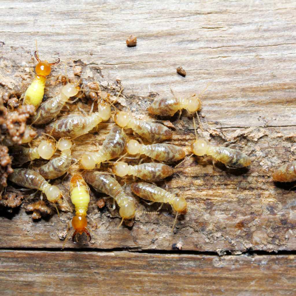Can Ants Eat Wood Like Termites Shocking Truth