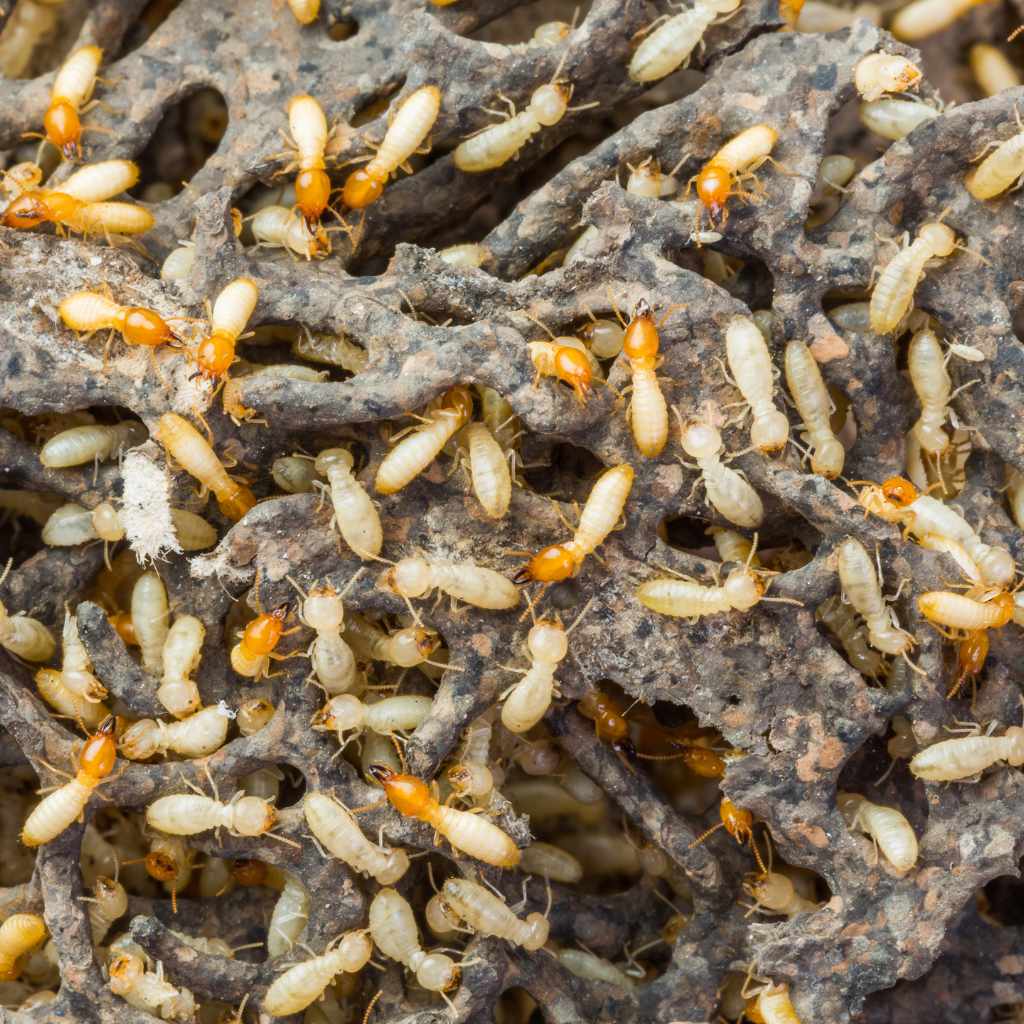 Identifying Termite Threats to Redwood Structures