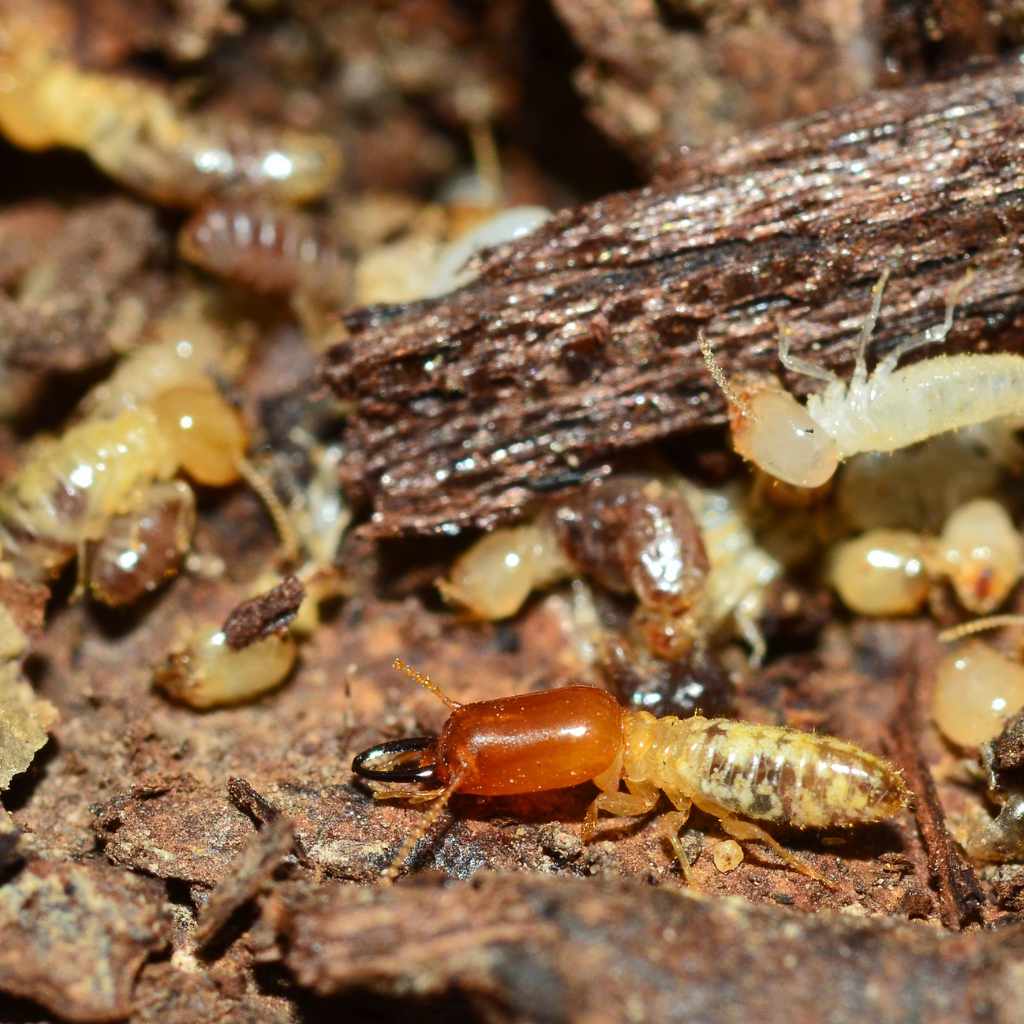 Preventing Termite Infestations in Redwood