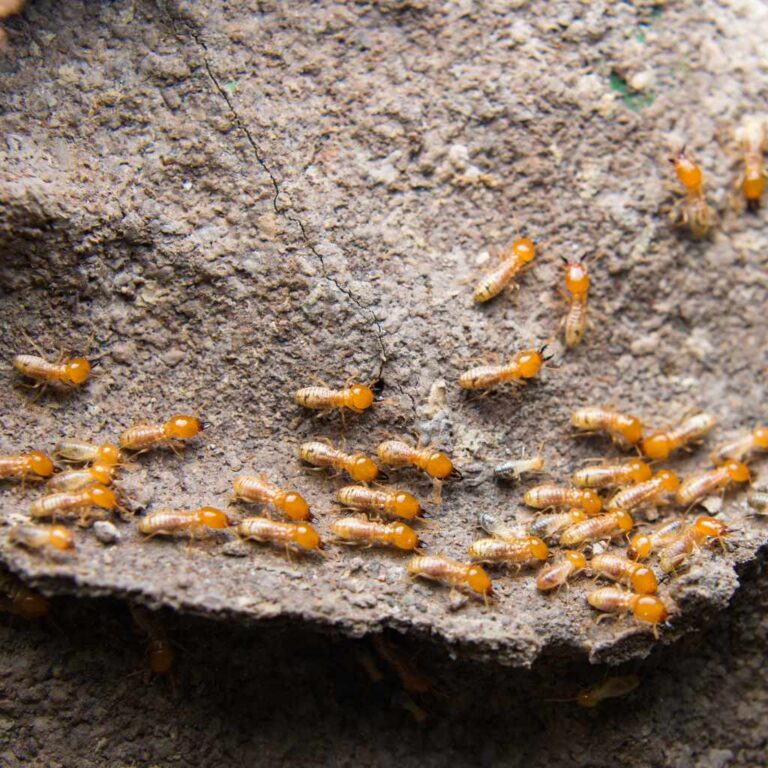 Can Termites Eat Redwood