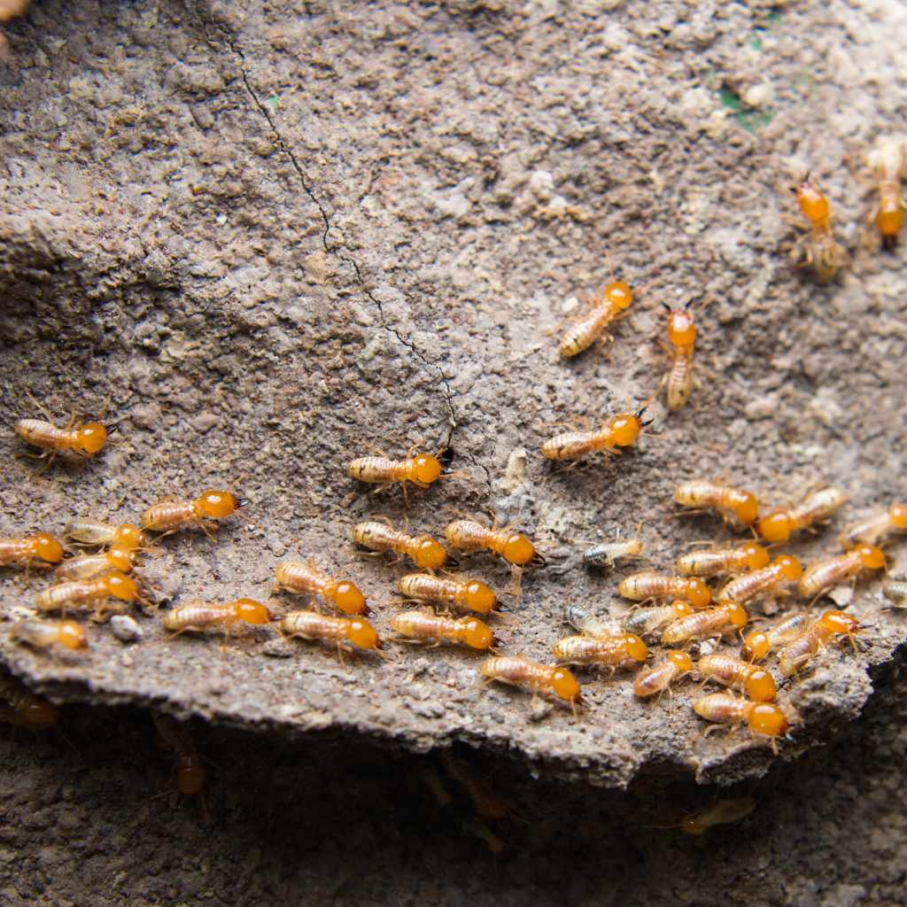 Can Termites Eat Redwood
