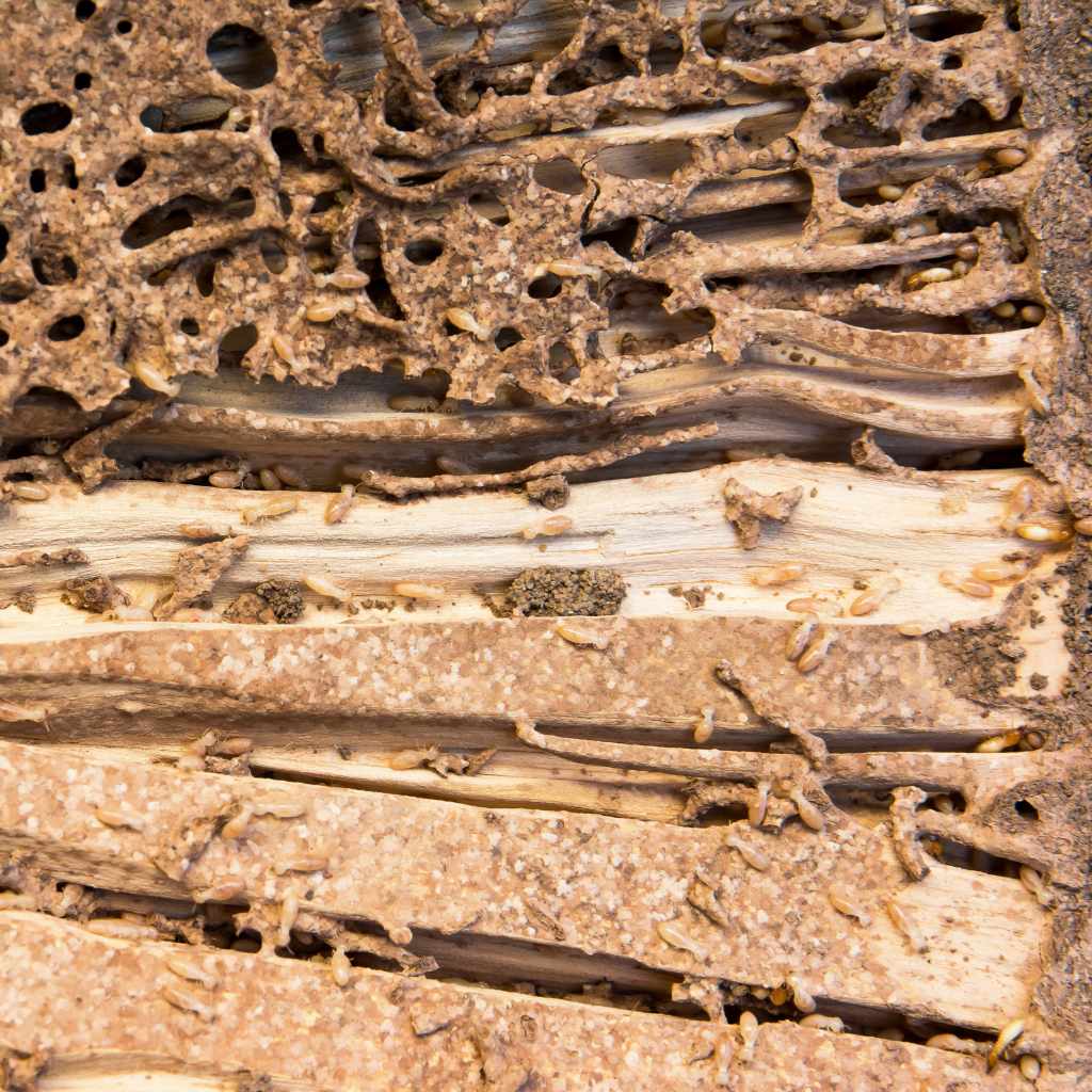 The Science Behind Wood Burning