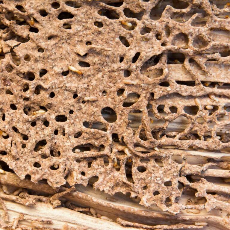 Can You Burn Firewood With Termites