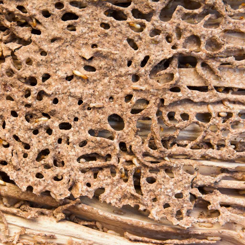 Can You Burn Firewood With Termites