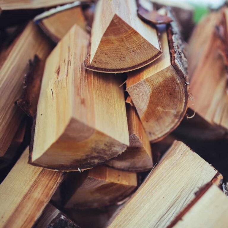 Can You Burn Wood with Mold
