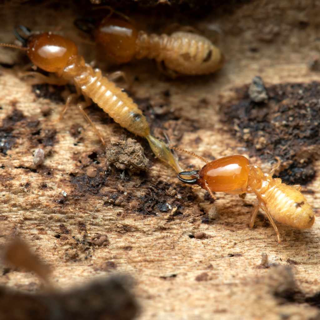 The Termite Lifecycle and Why Early Detection Matters