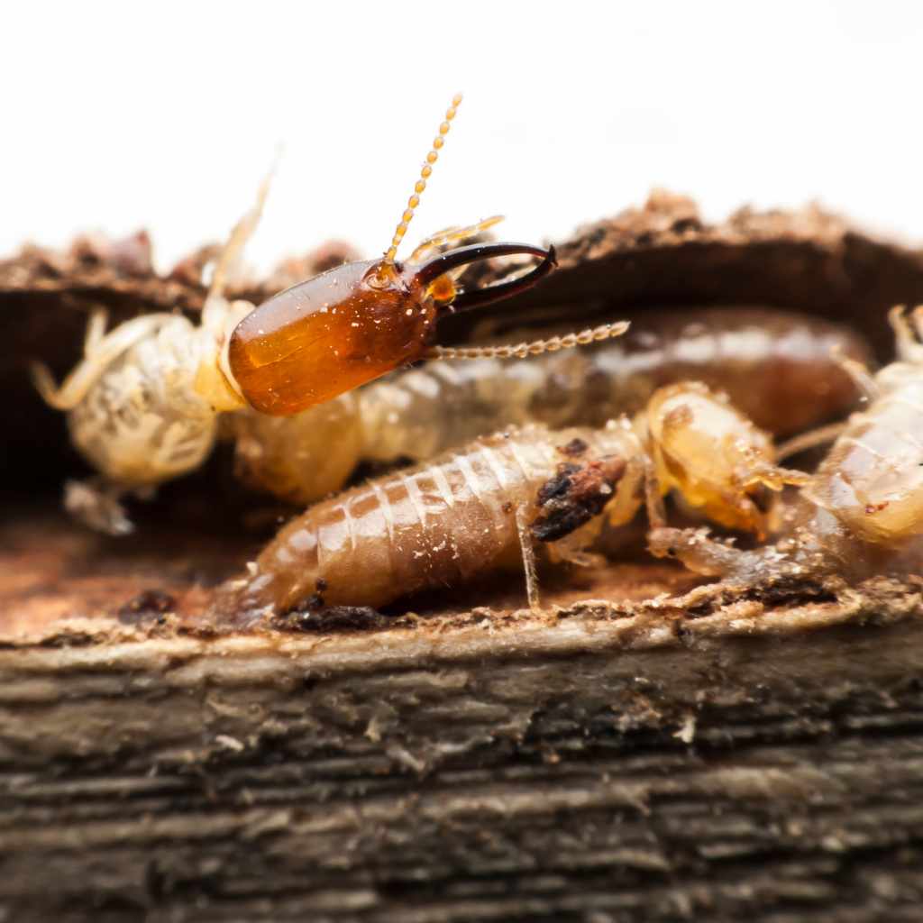 Professional Termite Inspection and Treatment