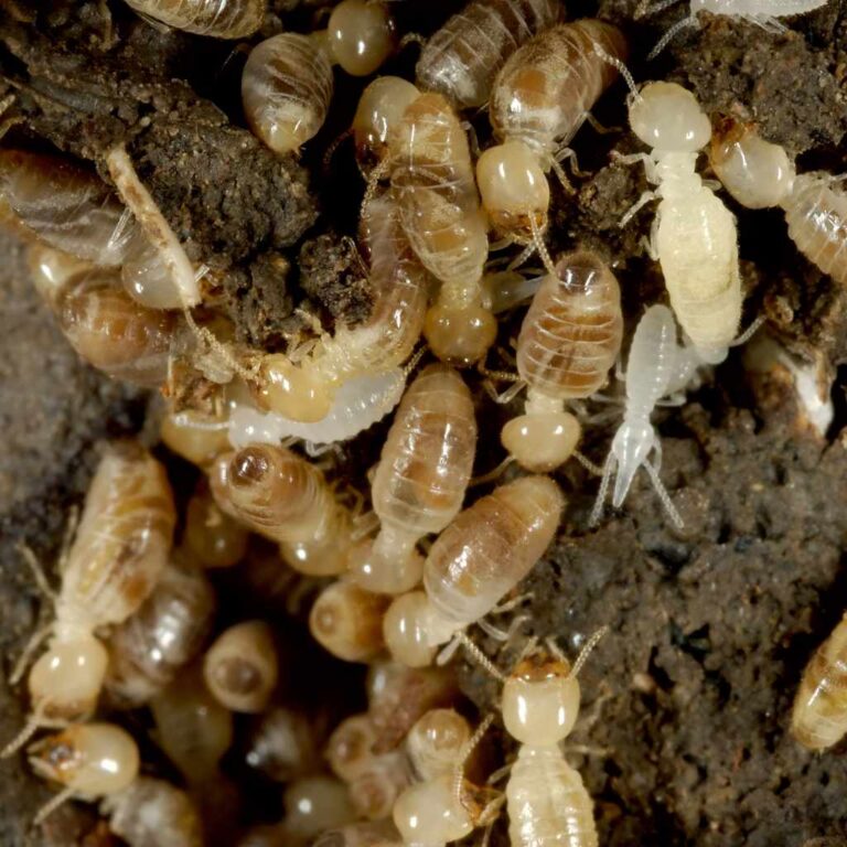 Can You Hear Termites Eating Wood