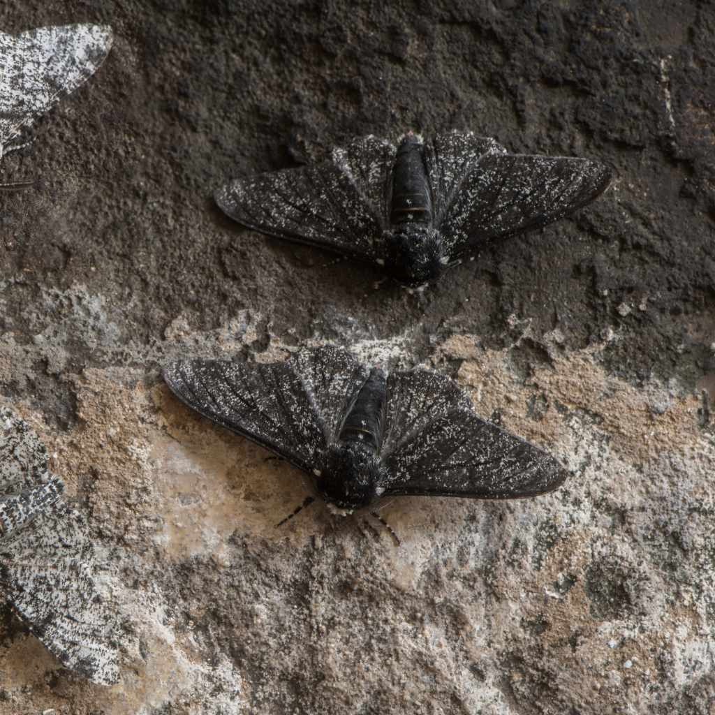 Additional Natural Moth Prevention Tips