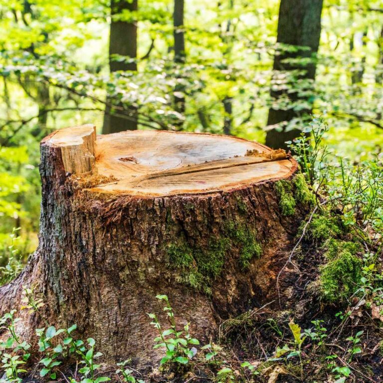 Cedar Stump Ideas