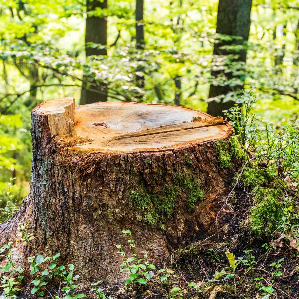 Cedar Stump Ideas