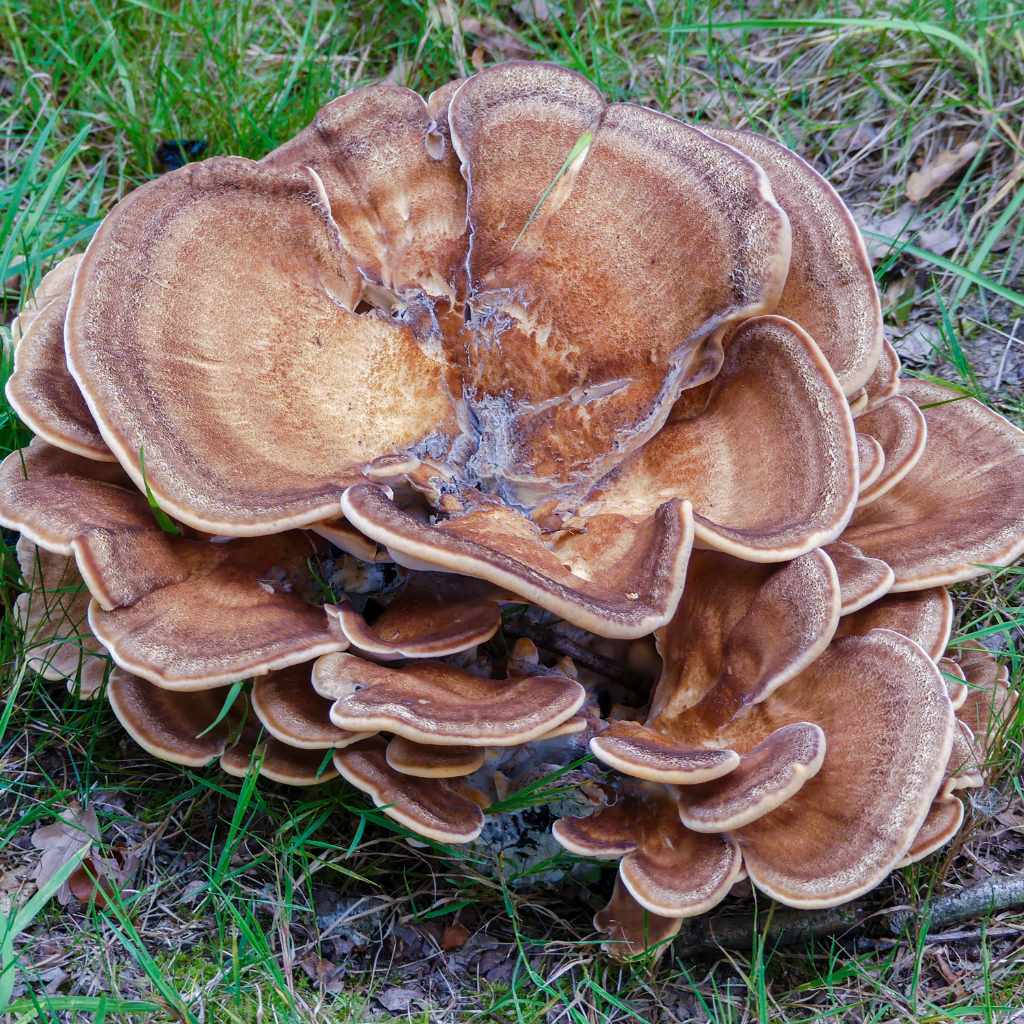 Common Misidentifications