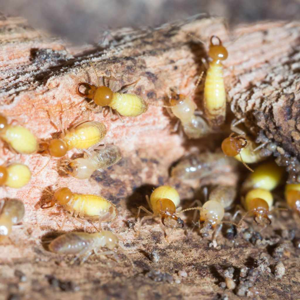 DIY Drywood Termite Treatment Methods