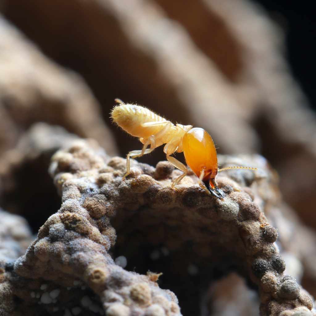 DIY Drywood Termite Treatment