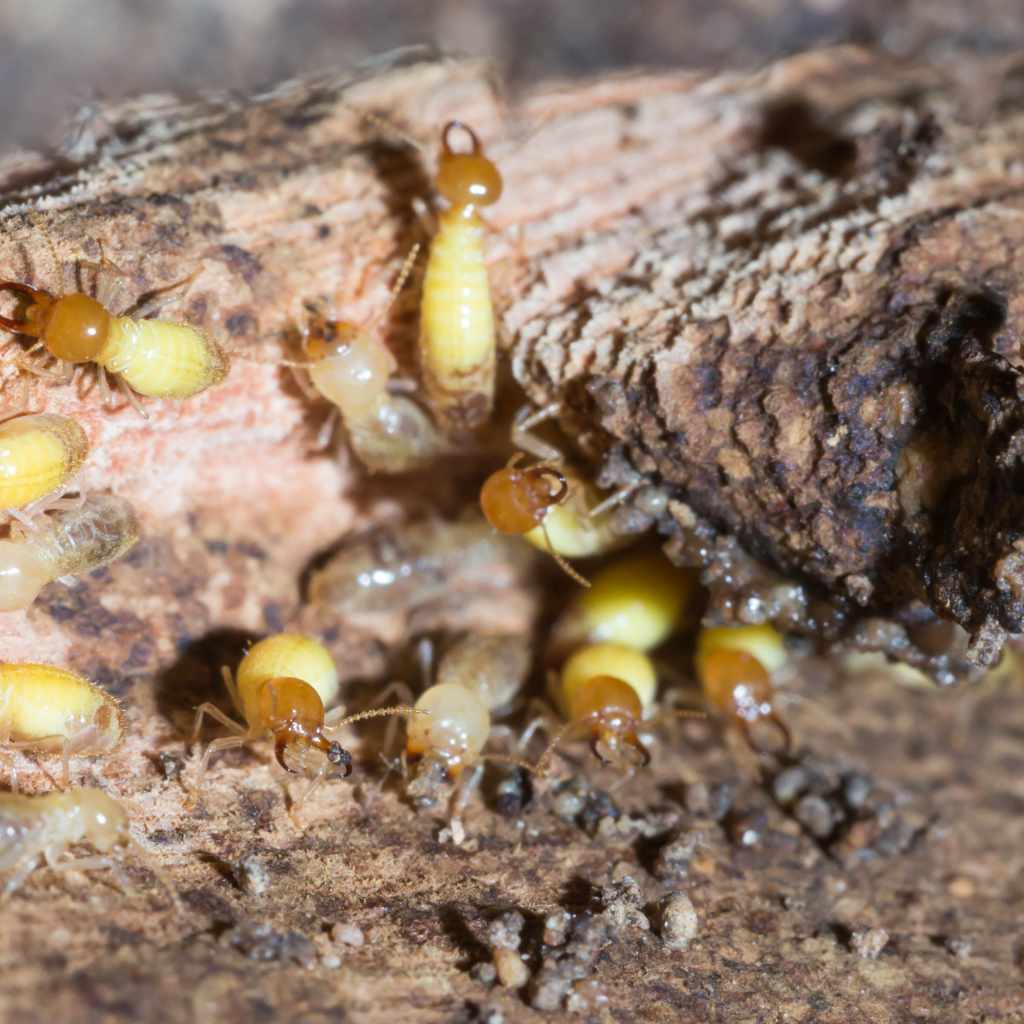 Exploring Drywood Termites
