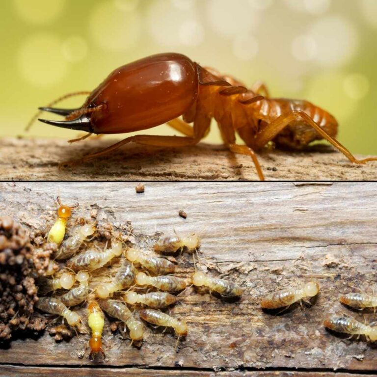 Dampwood Termites vs Drywood Termites