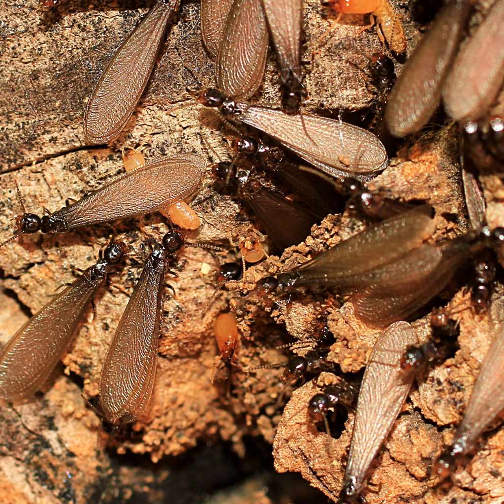 Do Flying Termites Eat Wood