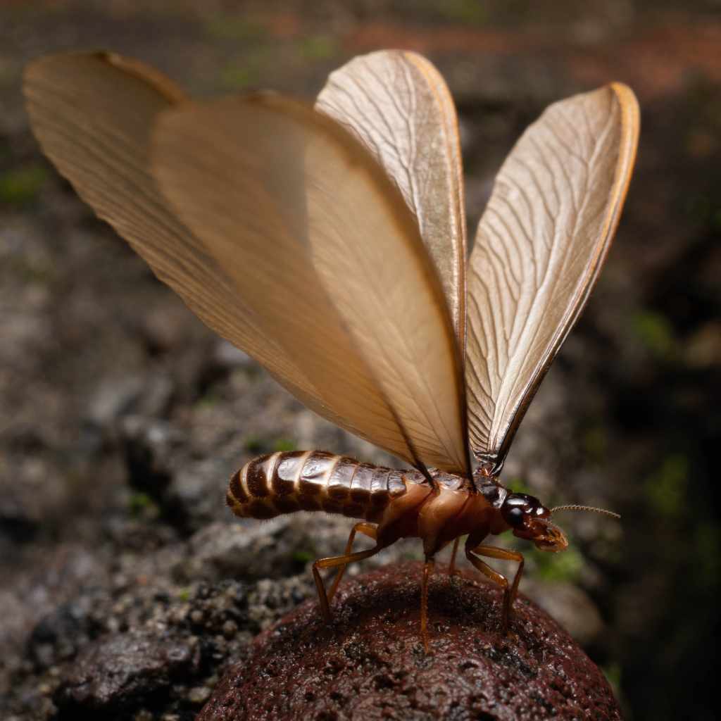 The Difference Between Flying Termites and Wood Damage