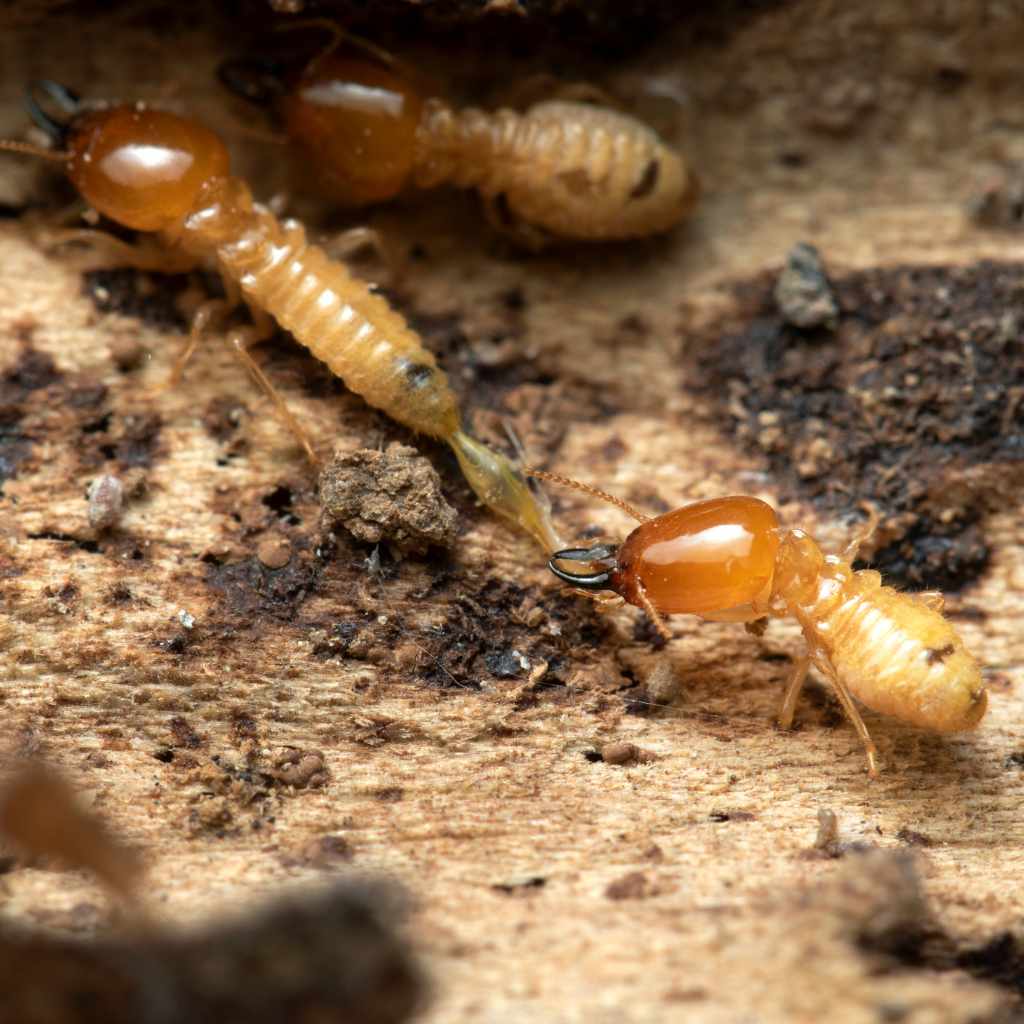 Do It Yourself Drywood Termite Treatment
