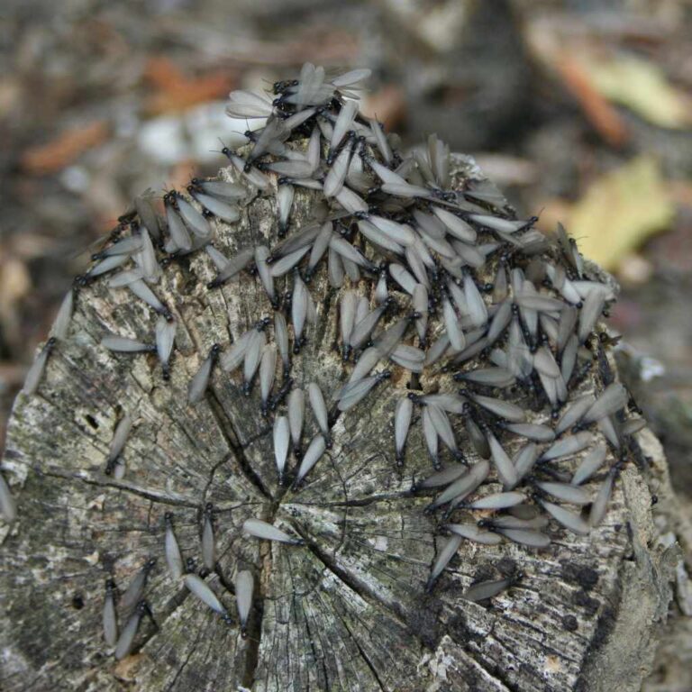 Do Flying Termites Eat Wood
