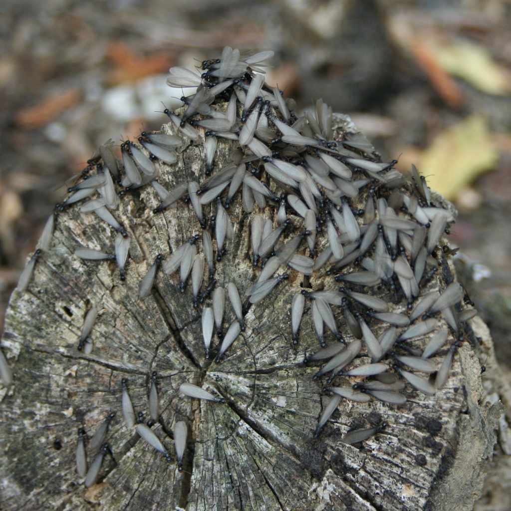 Do Flying Termites Eat Wood