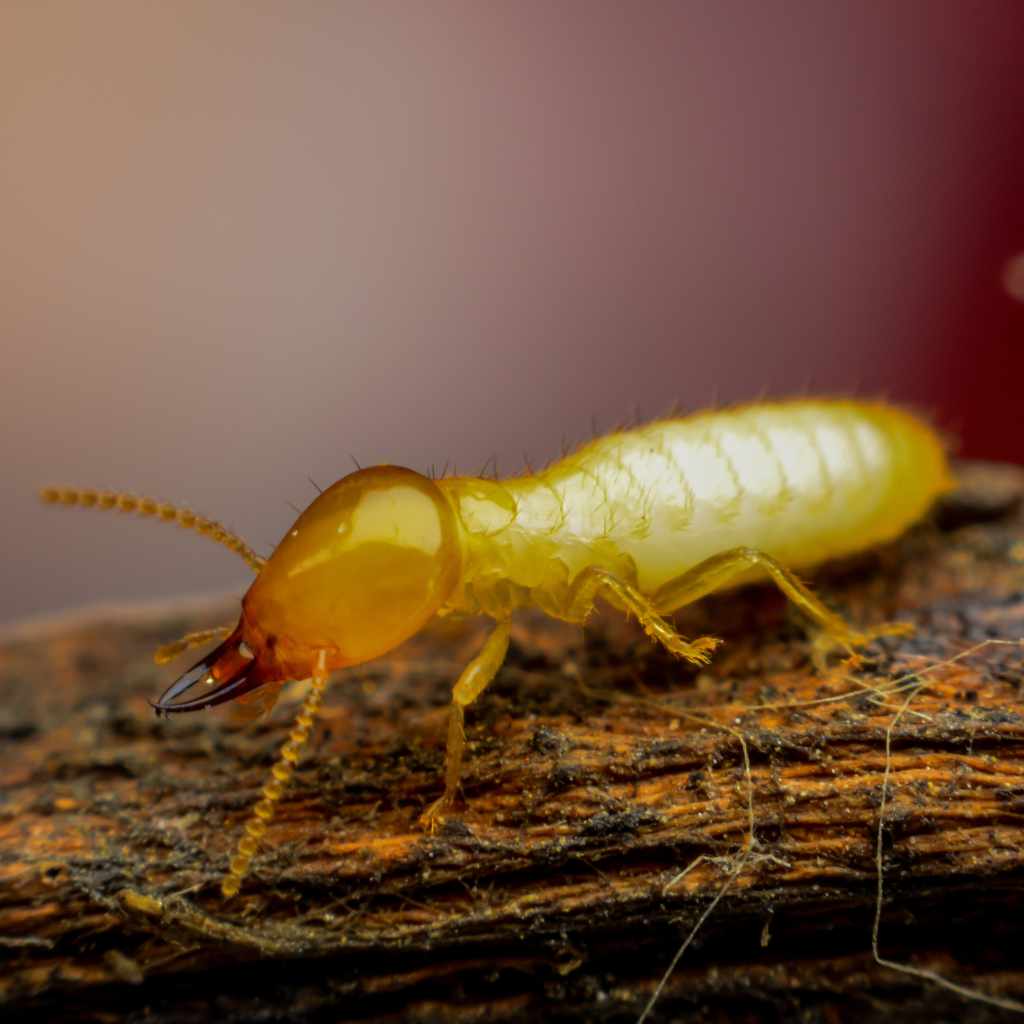 Termite Diet Explained