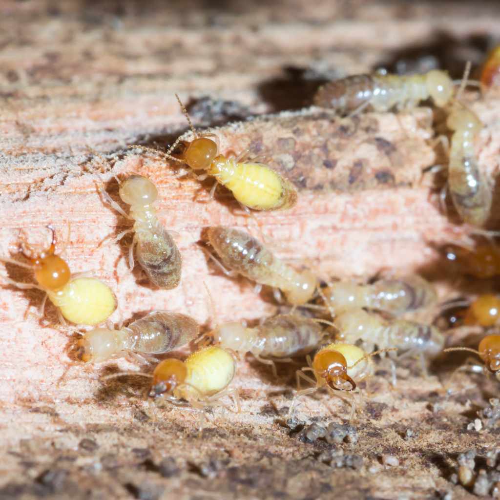 Dealing With Termite Problems