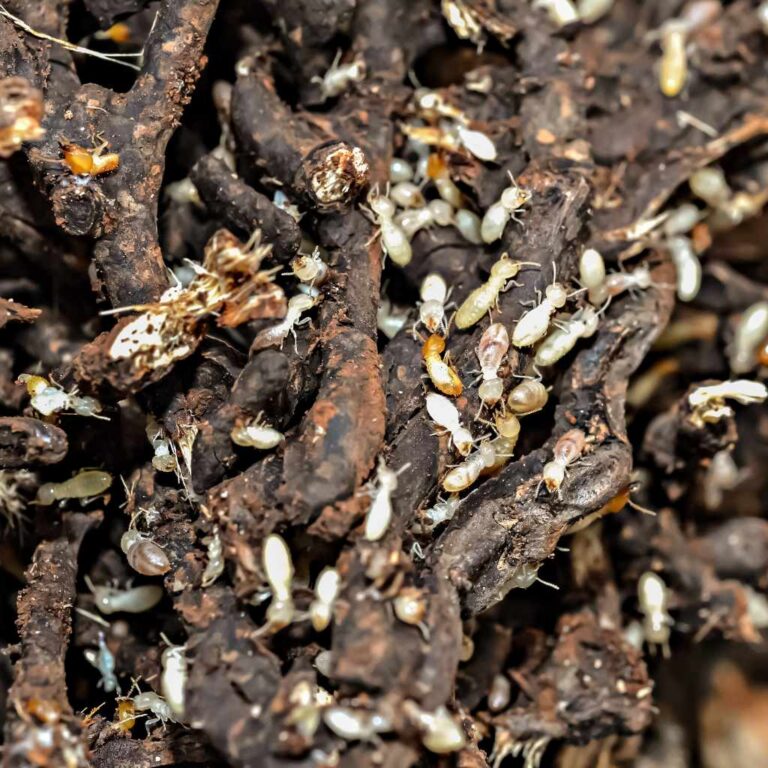 Do Subterranean Termites Eat Wood