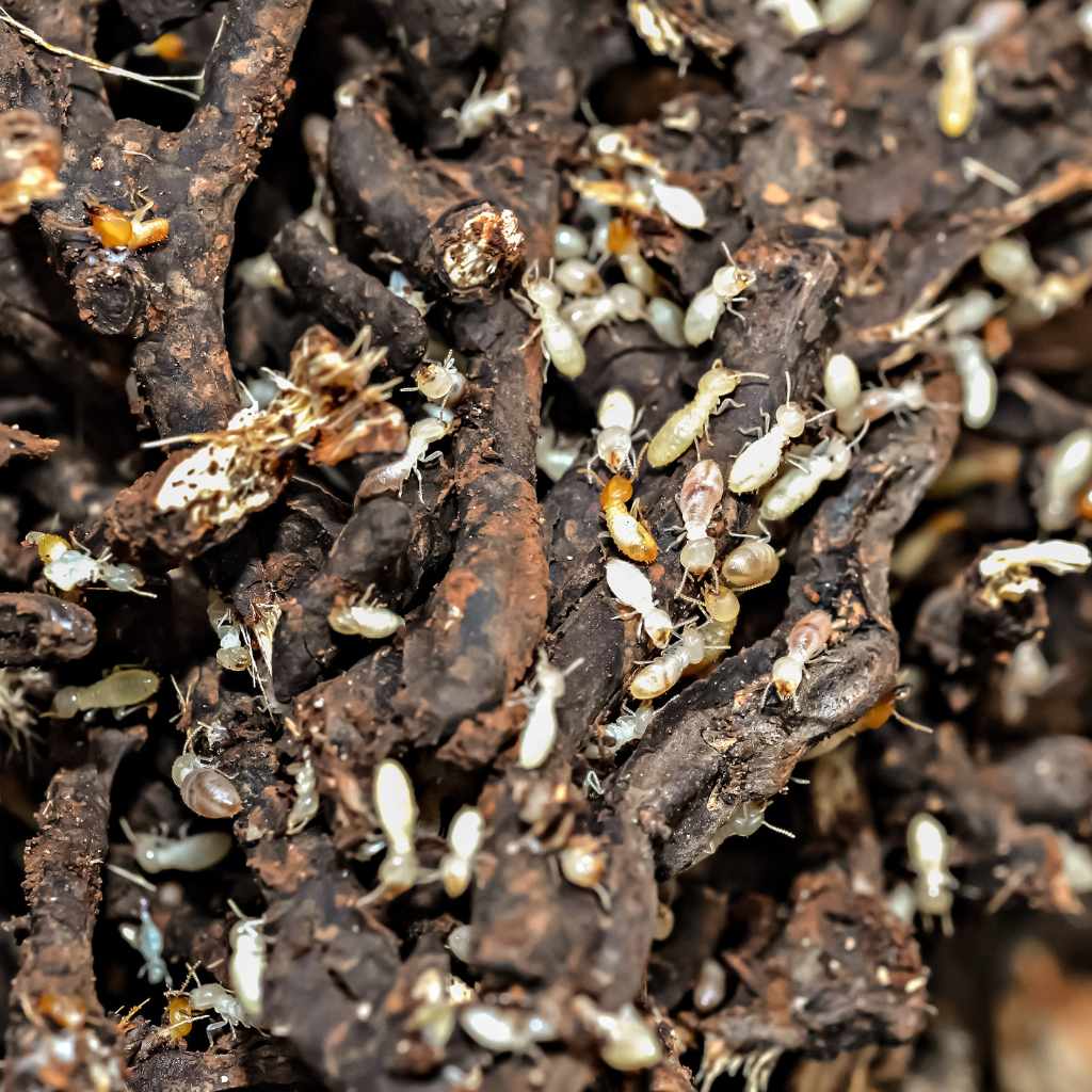 Do Subterranean Termites Eat Wood