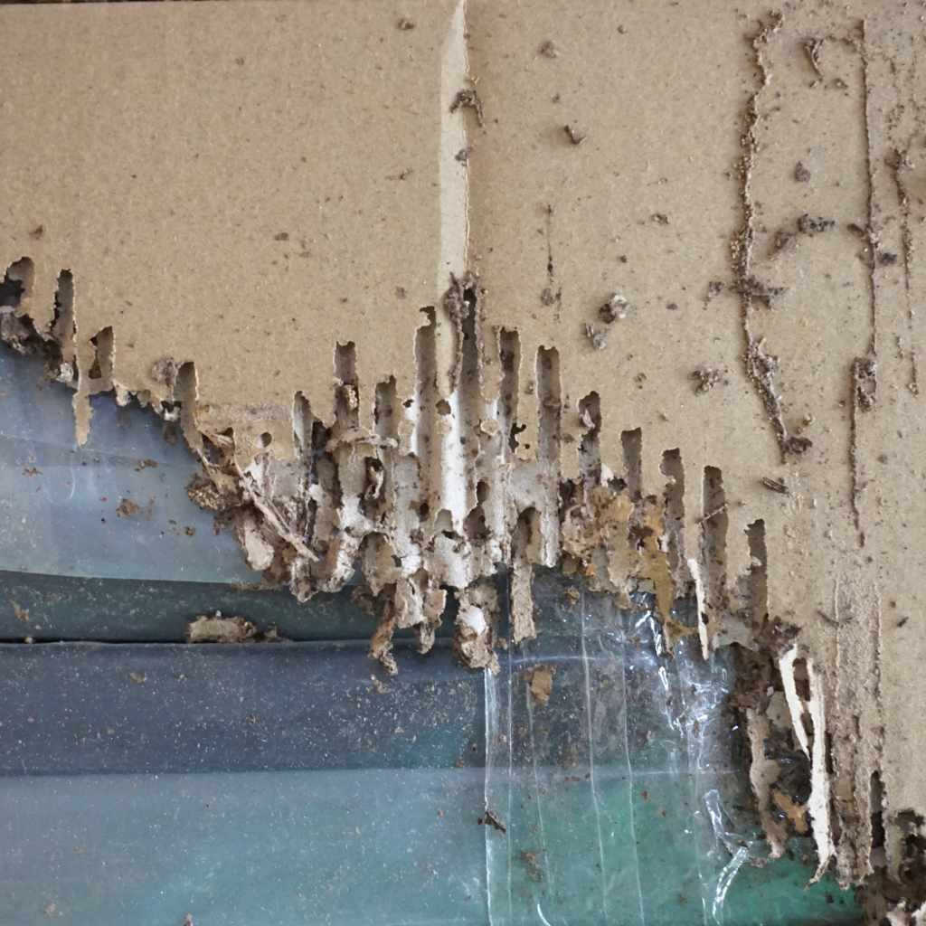 Can Termites Eat Dry Wood?