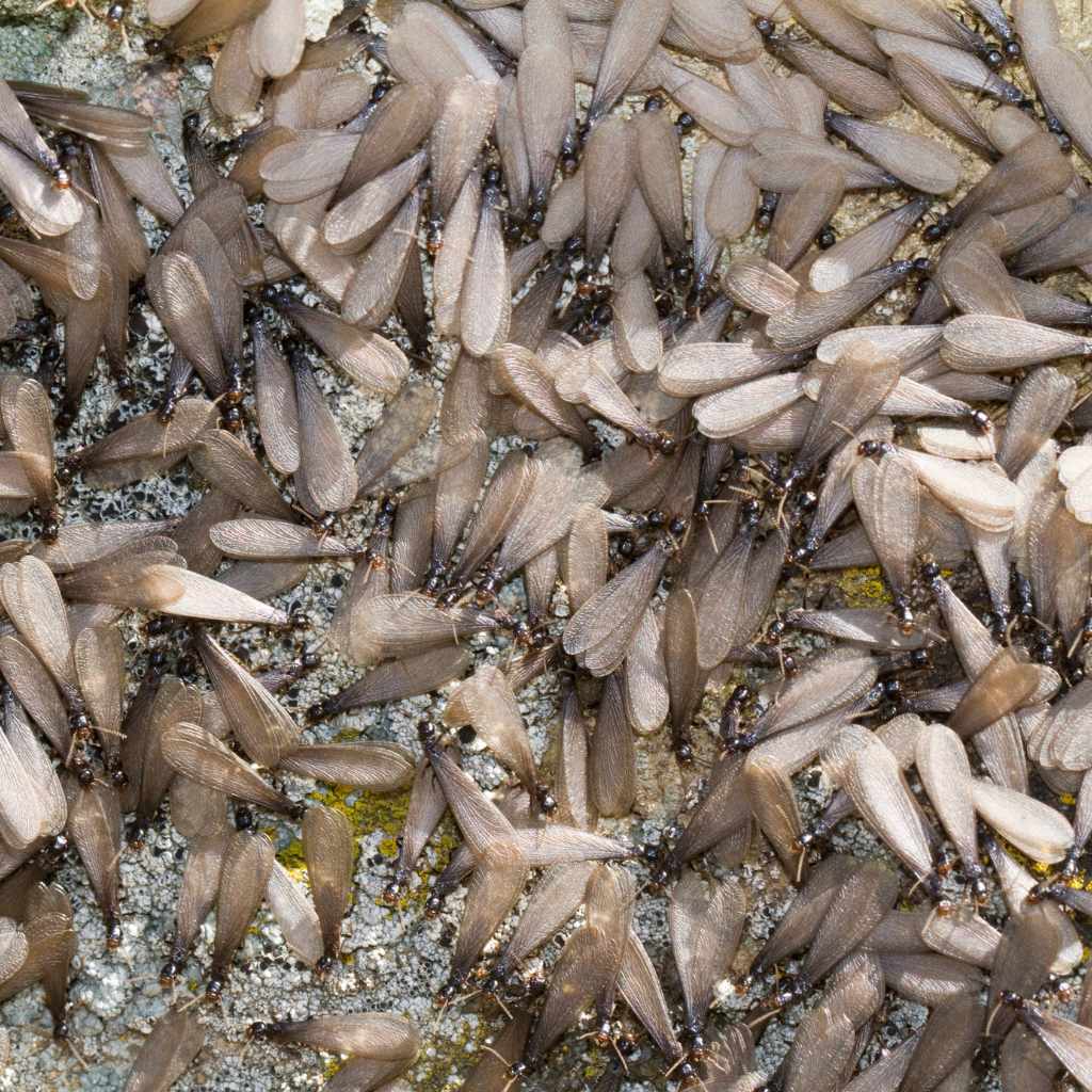 Termite Diet And Wood Consumption