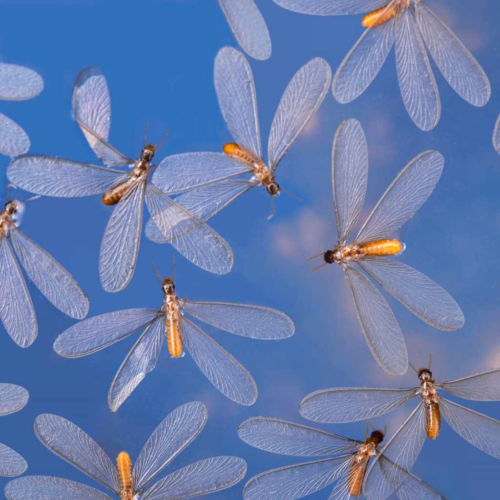 Preventing And Managing Termite Damage