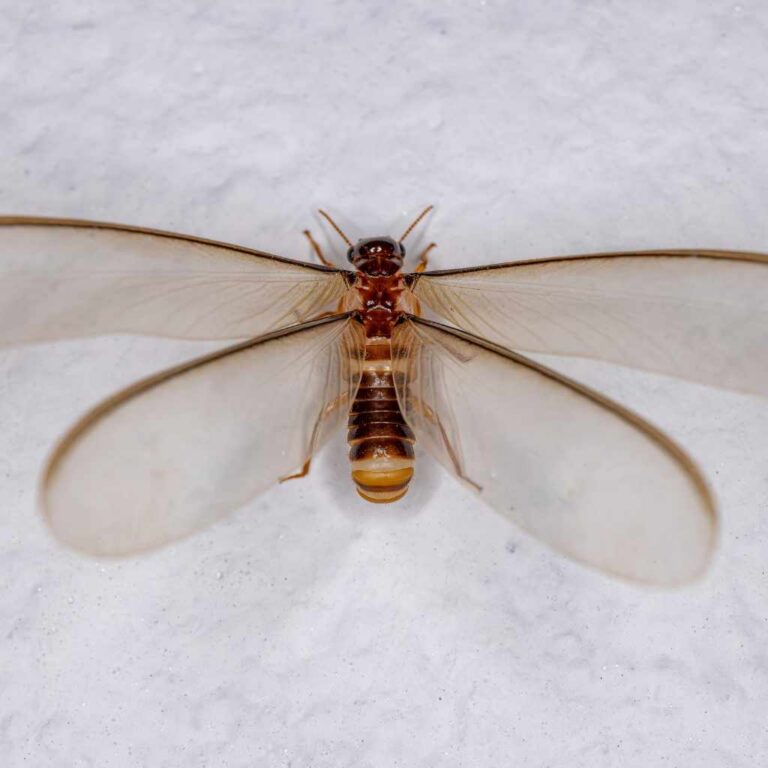 Do Winged Termites Eat Wood