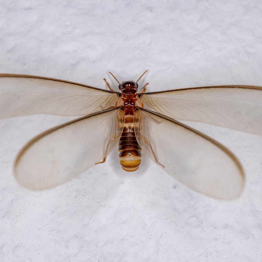 Do Winged Termites Eat Wood