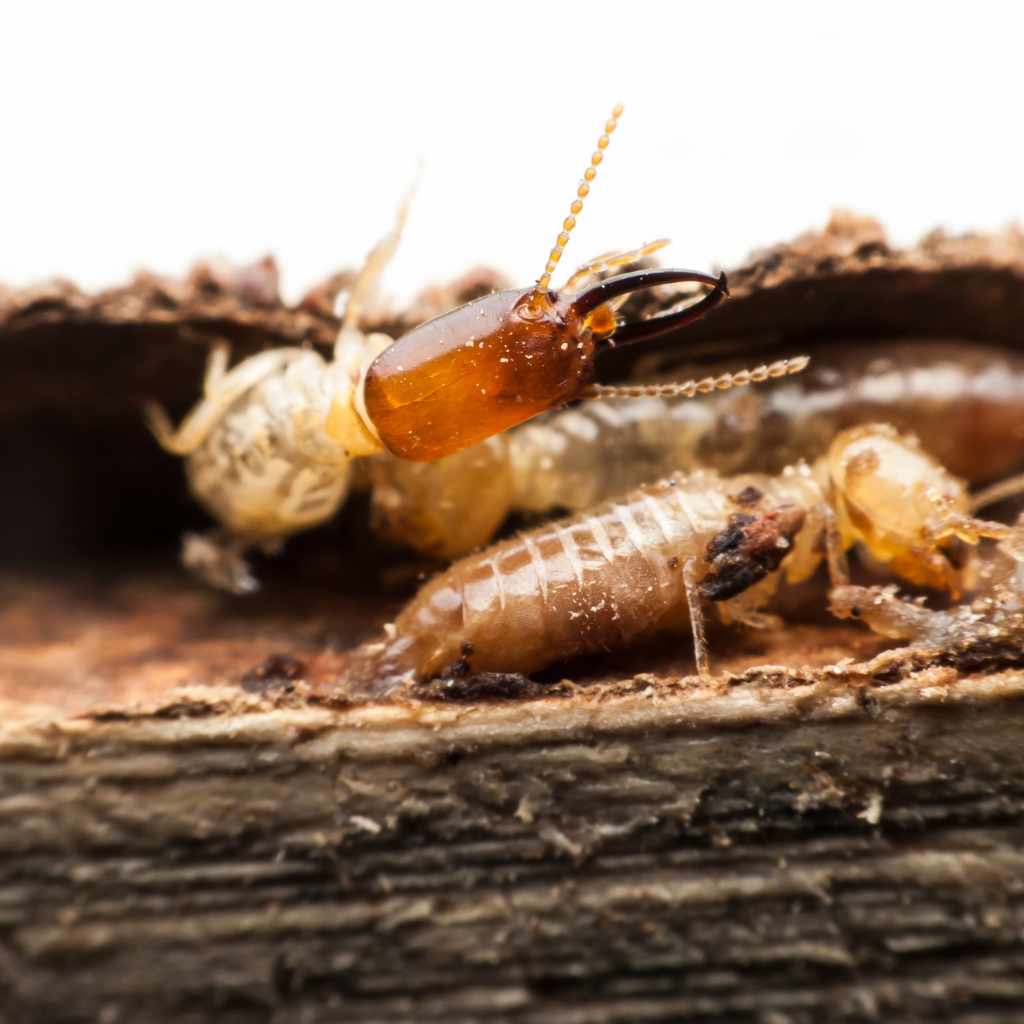 Safety And Structural Integrity