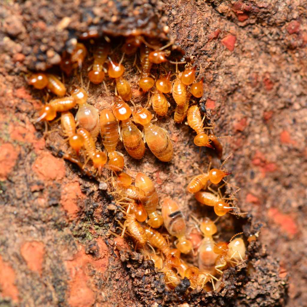 Does Termite Damaged Wood Need to Be Removed?