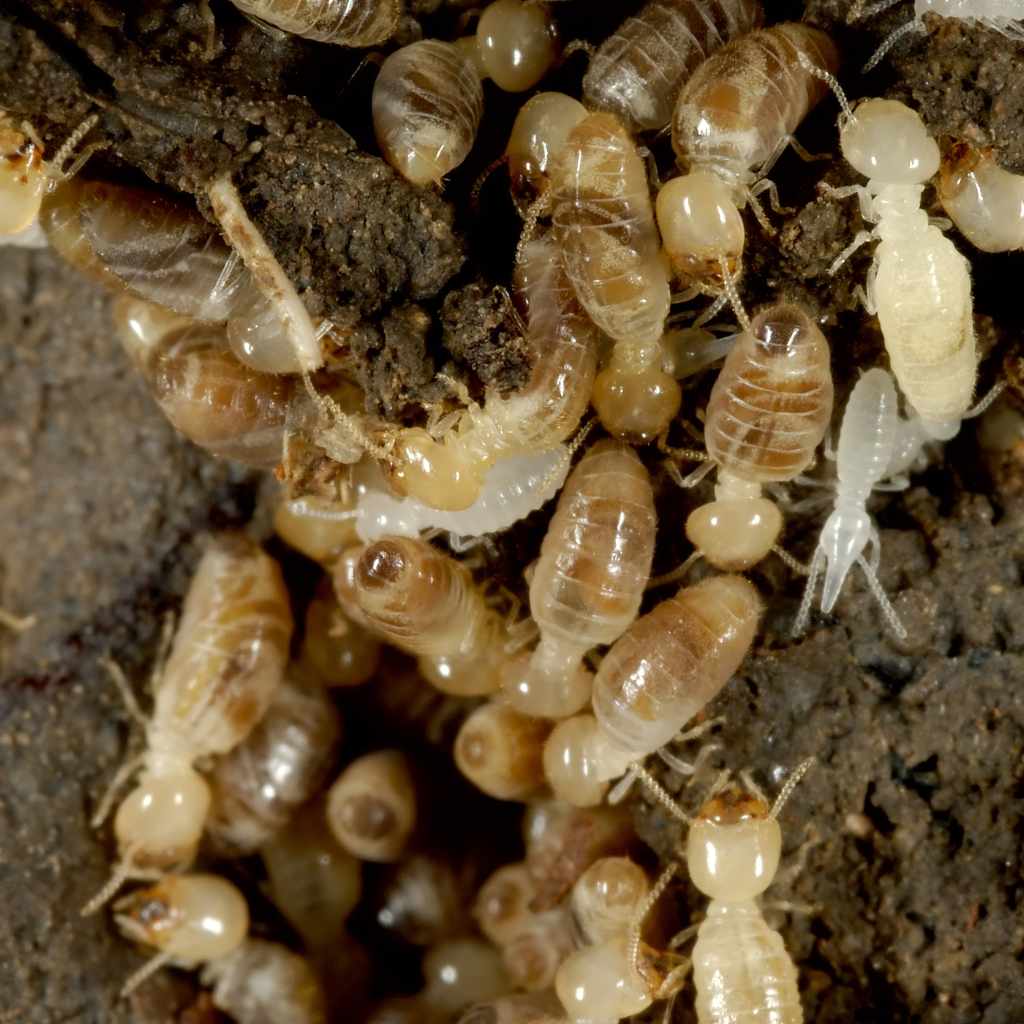 Risks Of Using Wood Mulch Near Structures