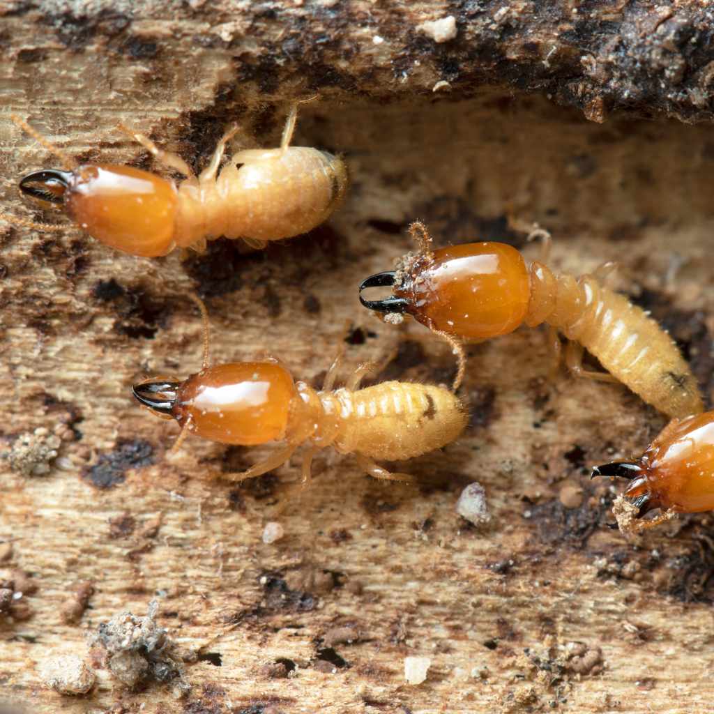 Does Wood Mulch Attract Termites?