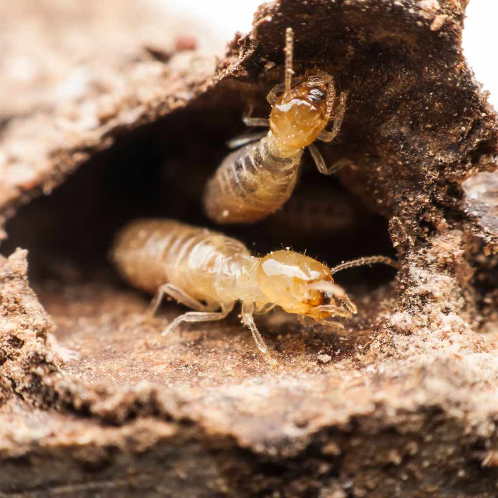 Wood Mulch As A Termite Attractant
