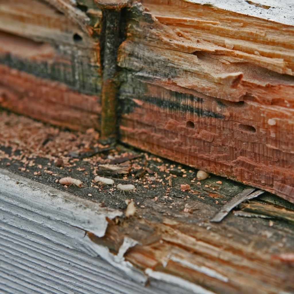 Termite Prevention And Control Strategies