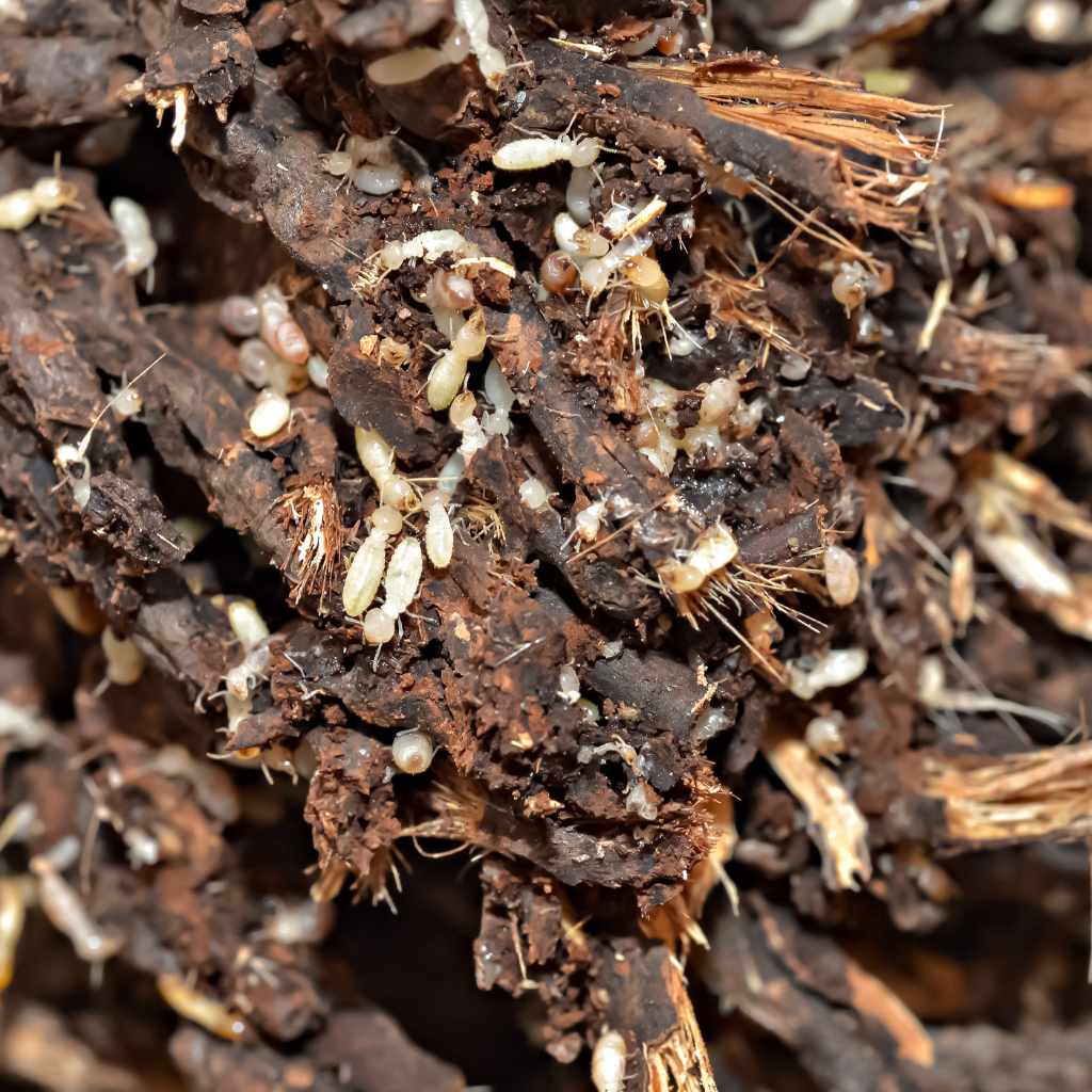 Subterranean Termite Traits