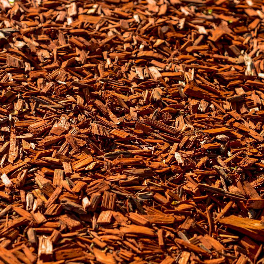 The Decomposition Timeline For Cedar Wood Chips