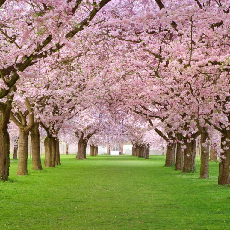 Are Cherry Trees Native to North America