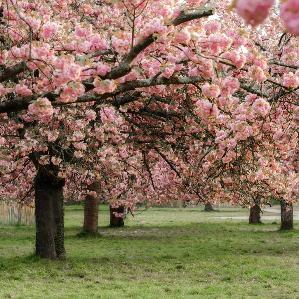 The Story of Cherry Trees in North America