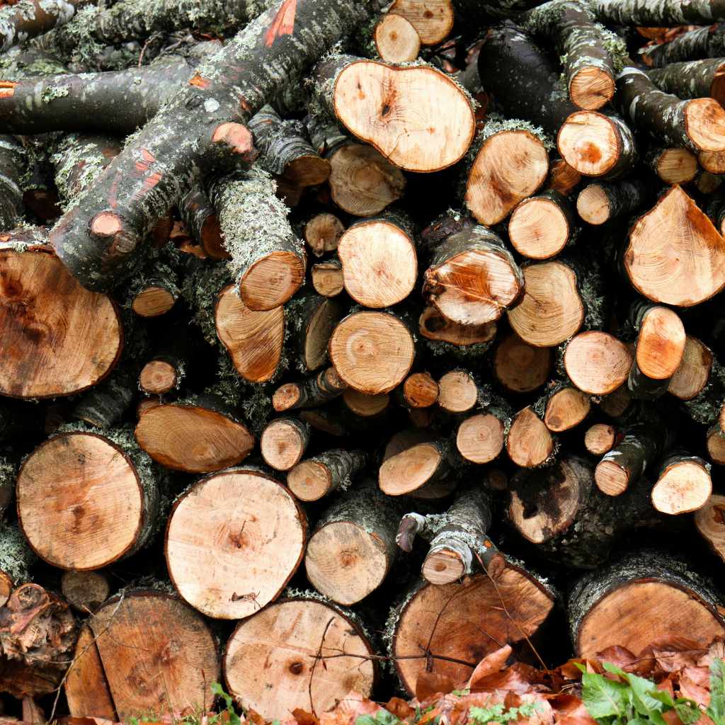 What You Need to Know About Fungi in Firewood