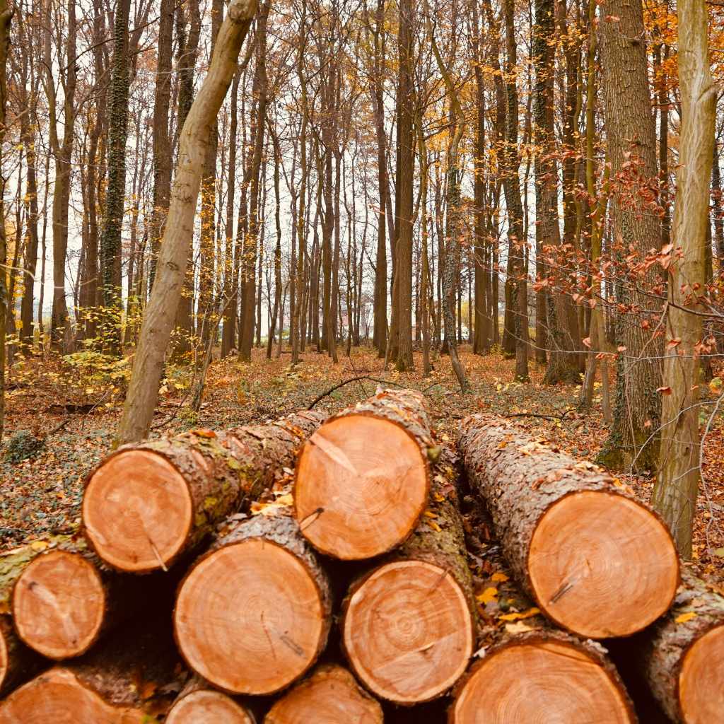 Is It Safe to Burn Wood with Fungu