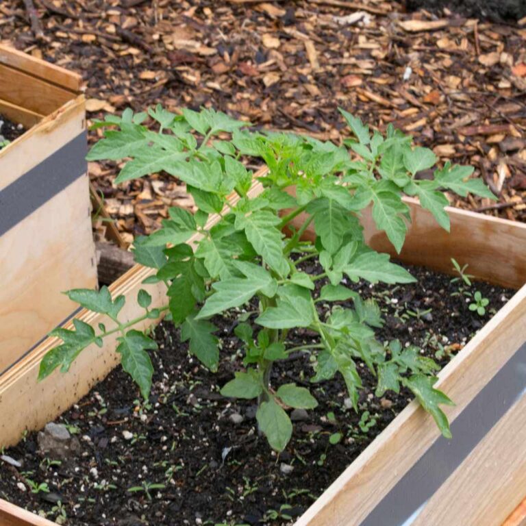 Is Wood Ash Good For Tomato Plants